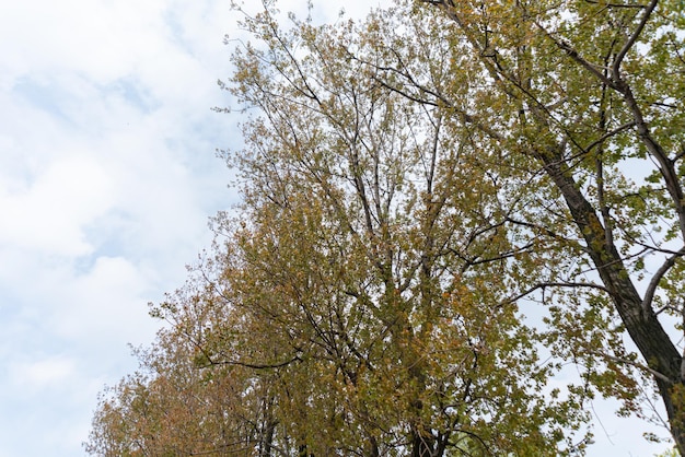 Foto gratuita alberi con foglie in un giorno nuvoloso