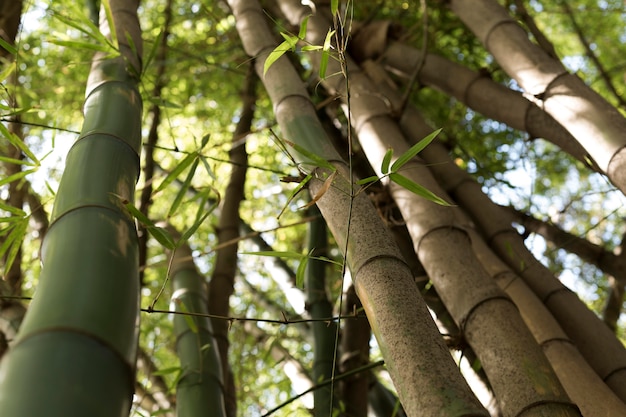 Foto gratuita foresta tropicale di bambù alla luce del giorno