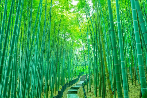 Foto gratuita tropicale, bastone, foglia, erba, verde