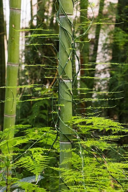 Foto gratuita tronco di bambù in giungla