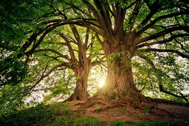 Foto gratuita due alberi marroni