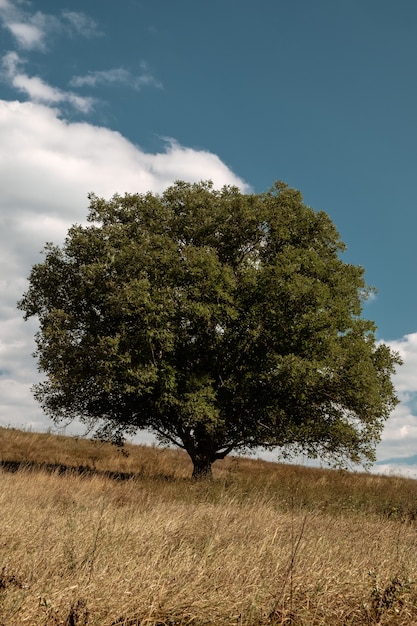 Foto gratuita verticale di un albero verde nel mezzo di un campo durante la caduta