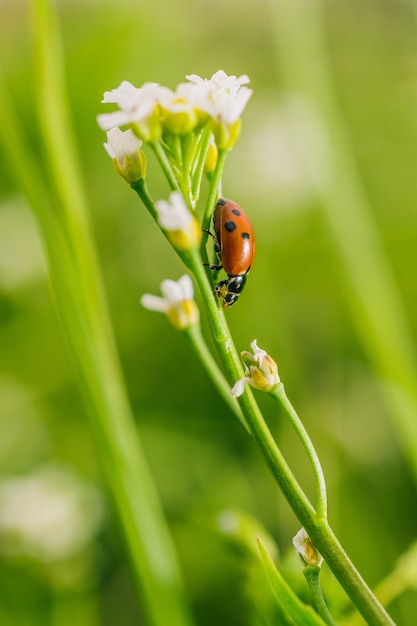 Foto gratuita colpo di messa a fuoco selettiva verticale di uno scarabeo coccinella su un fiore in un campo catturato in una giornata di sole