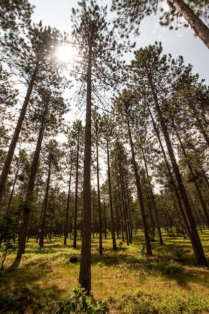 Foto gratuita colpo verticale di una foresta con alberi ad alto fusto e un sole che splende attraverso i rami