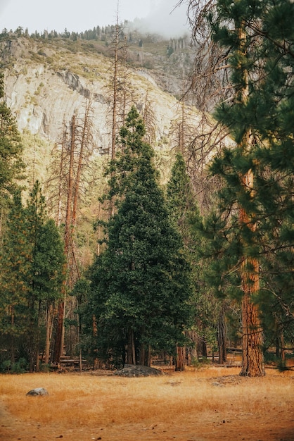 Foto gratuita colpo verticale di erbe con alberi ad alto fusto e una montagna rocciosa