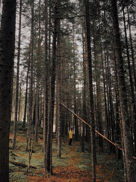 Foto gratuita colpo verticale di un maschio che cammina attraverso una foresta con alberi ad alto fusto