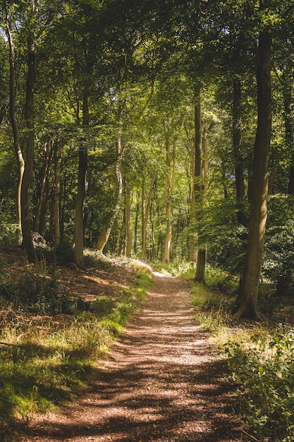 Foto gratuita colpo verticale di uno stretto sentiero in una foresta con molti alti alberi verdi