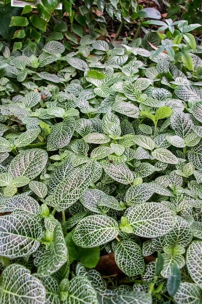 Foto gratuita colpo verticale delle piante chiamate fittonia albivenis