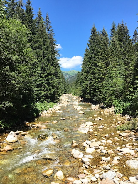 Foto gratuita colpo verticale di un fiume poco profondo che scorre attraverso le rocce tra gli alberi verdi allineati