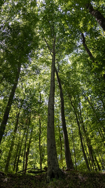 Foto gratuita colpo verticale di alberi ad alto fusto con foglie verdi nella foresta in una giornata di sole