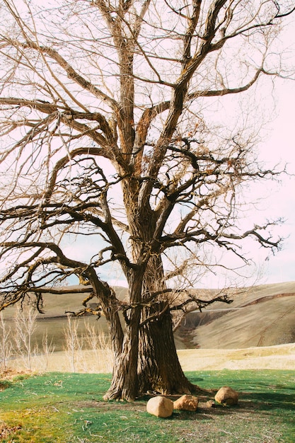 Foto gratuita colpo verticale di un albero in un prato