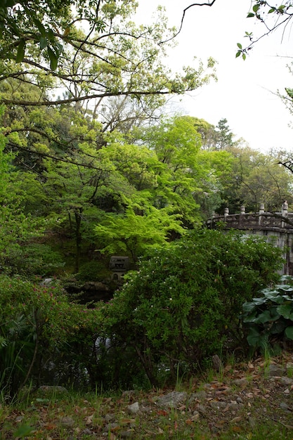 Foto gratuita colpo verticale di alberi con un vecchio ponte sotto un cielo nuvoloso