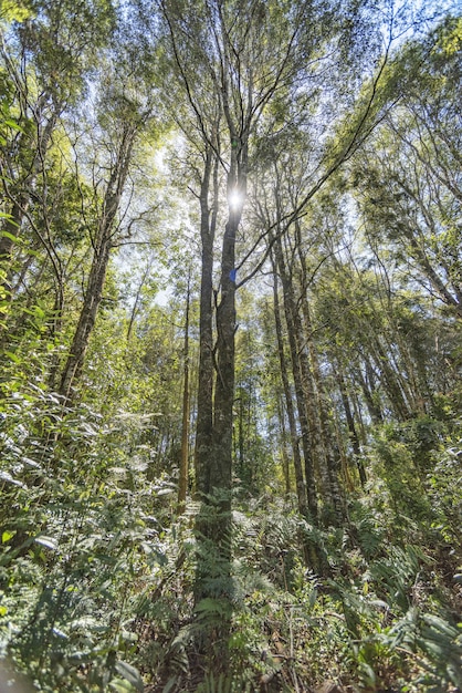 Foto gratuita verticale del sole che splende su una foresta piena di alberi ad alto fusto