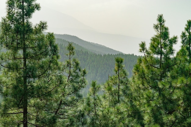 Foto gratuita vista attraverso il pino sul paesaggio della foresta di montagna.