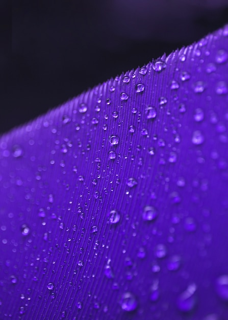 Foto gratuita gocce d'acqua sulla superficie della piuma viola su sfondo nero