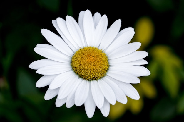 Foto gratuita fiore margherita bianca