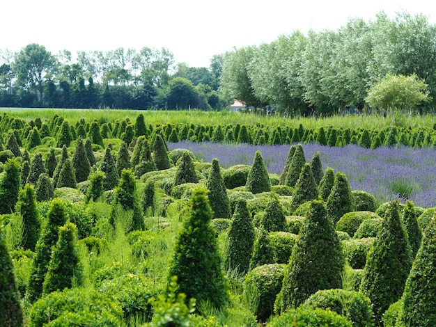 Foto gratuita ripresa a tutto campo di un campo di piante di thuja con diversi alberi verdi, cielo limpido bianco sullo sfondo