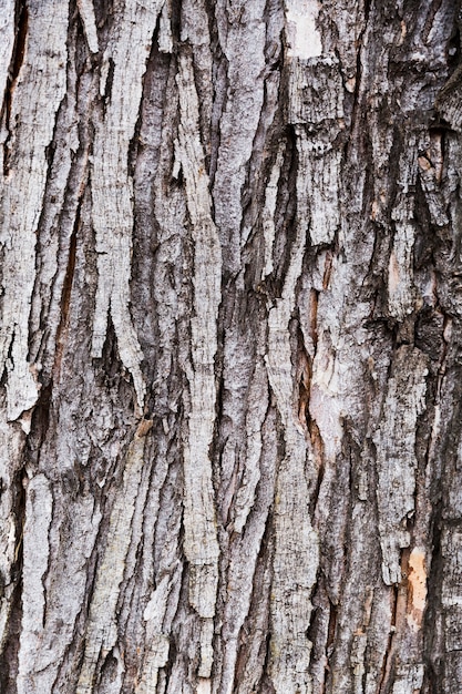 Foto gratuita corteccia di legno con aspetto invecchiato