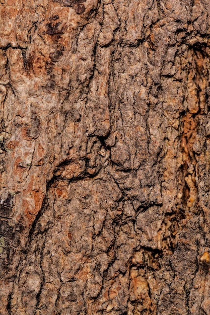 Foto gratuita sfondo in legno