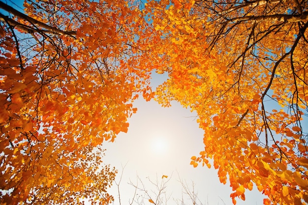 Foto gratuita foglie gialle degli alberi sullo sfondo del cielo solare