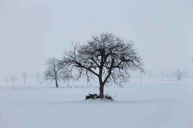 Foto albero, italia