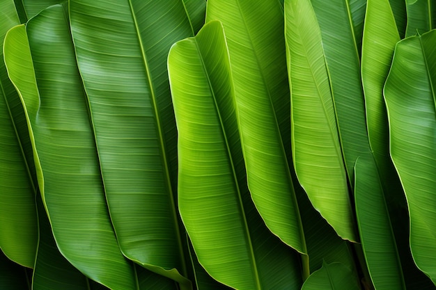 Foto foglia di banana sullo sfondo immagini sullo sfondo