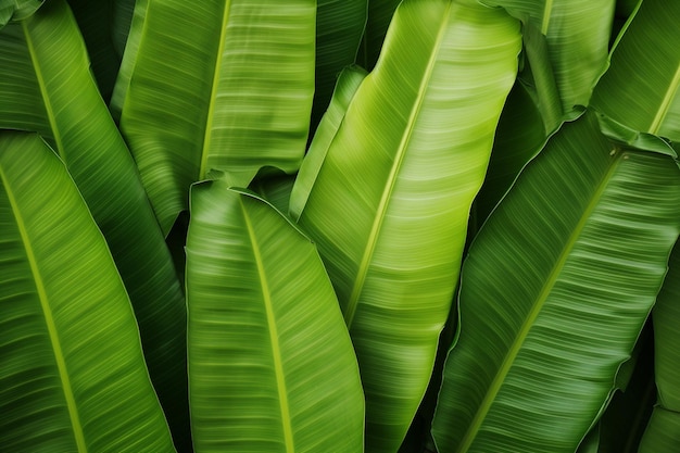 Foto foglia di banana sullo sfondo immagini sullo sfondo