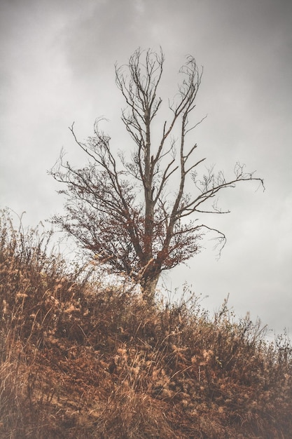 Foto albero nudo su una collina in autunno foto paesaggio