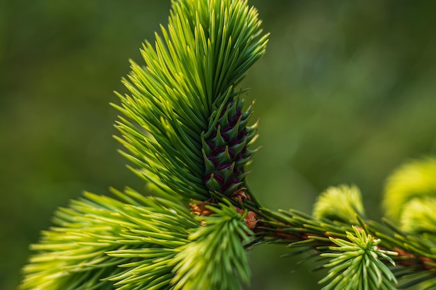 Foto bellissimi rami verdi di abete chiudono il concetto di natale e inverno