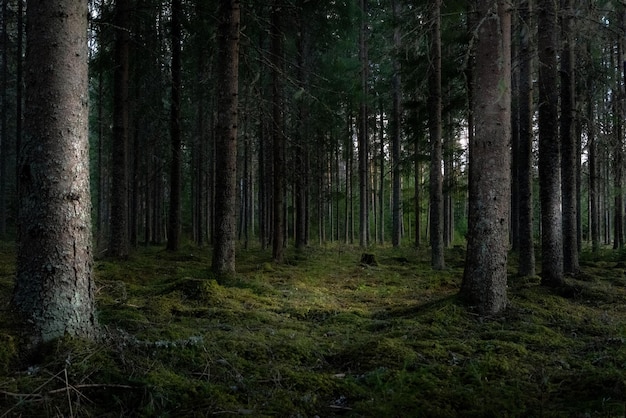 Foto una bella foto di una foresta con alti alberi verdi, ottima per lo sfondo.