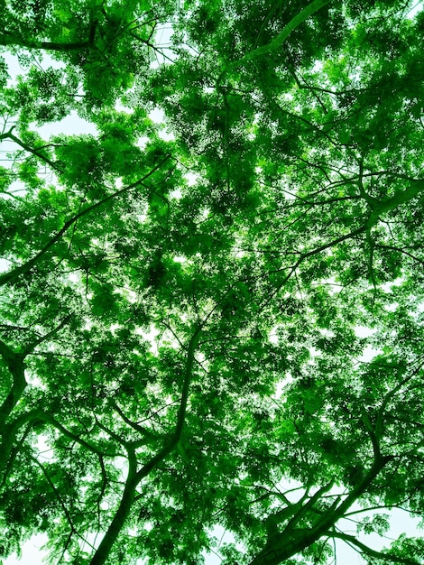 Foto bel cielo in mezzo agli alberi pieni di rami