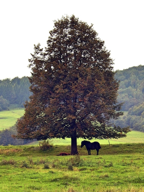 Foto bieszczady polonia