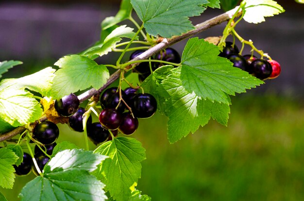 Foto le bacche di ribes nero maturano su cespugli che crescono all'aperto