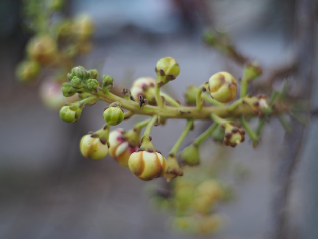 Foto close-up di bacche che crescono sull'albero