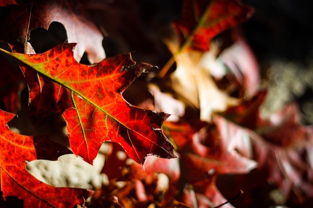 Foto prossimo piano della foglia di acero durante l'autunno