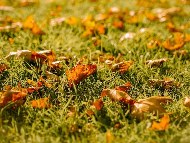 Foto close-up di fiori d'arancia sul campo