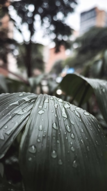 Foto prossimo piano delle gocce sulla foglia