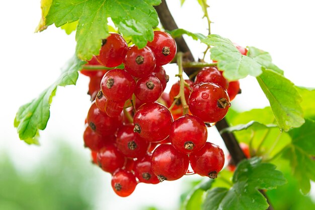 Foto rapido assortimento di ribes rubrum maturi in giardino fatto in casa frutta fresca naturale che cresce sul ramo della fattoria agricoltura biologica cibo sano concetto di natura