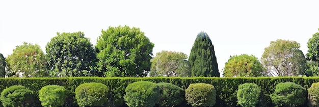 Foto raccolta di piante ornamentali in vaso