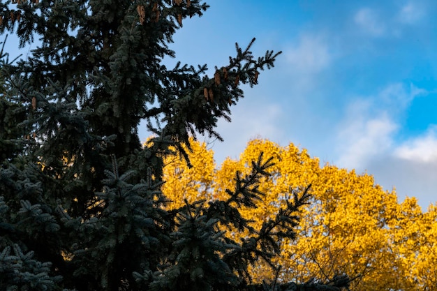 Foto i colori dell'autunno