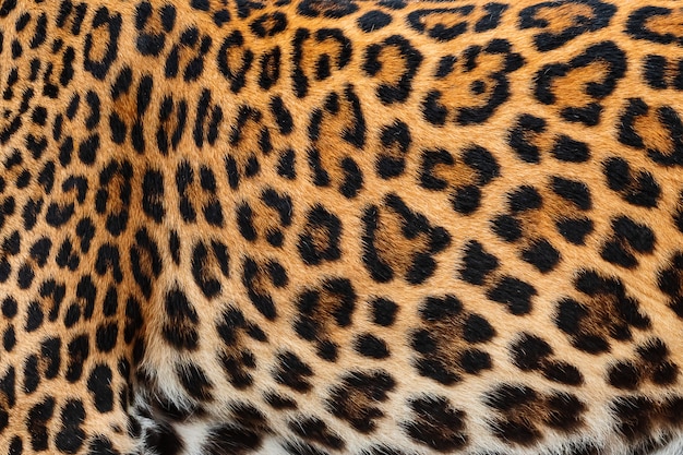 Premium Photo | Detail skin of leopard.