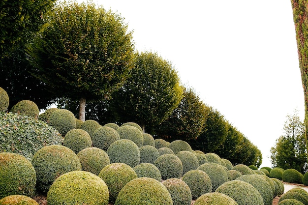 Foto giardino paesaggistico con palline di bosso vicino in francia. sfere verdi.