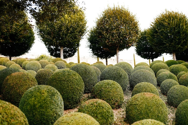 Foto giardino paesaggistico con palline di bosso vicino in francia. sfere verdi.