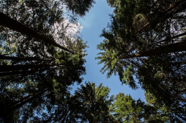 Foto vista ad angolo basso degli alberi contro il cielo