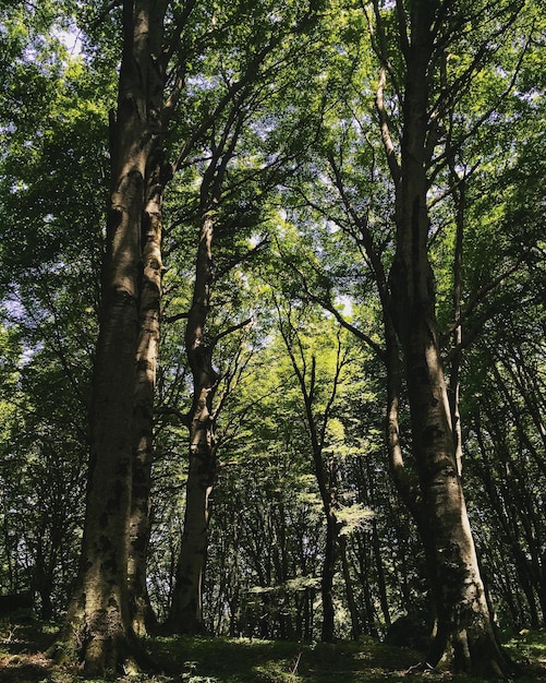 Foto vista ad angolo basso degli alberi nella foresta