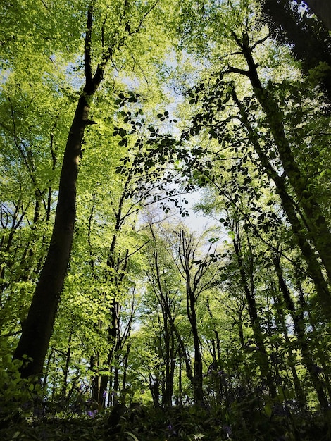 Foto vista ad angolo basso degli alberi nella foresta