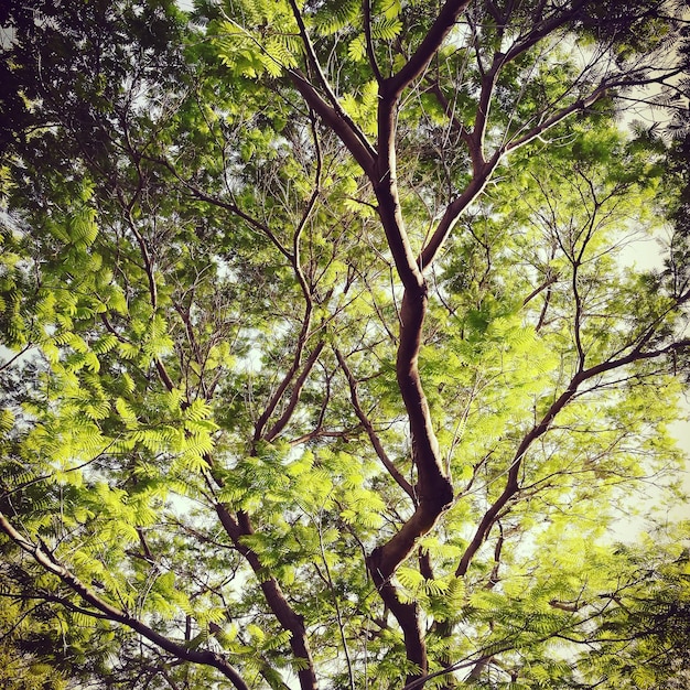 Foto vista ad angolo basso degli alberi nella foresta