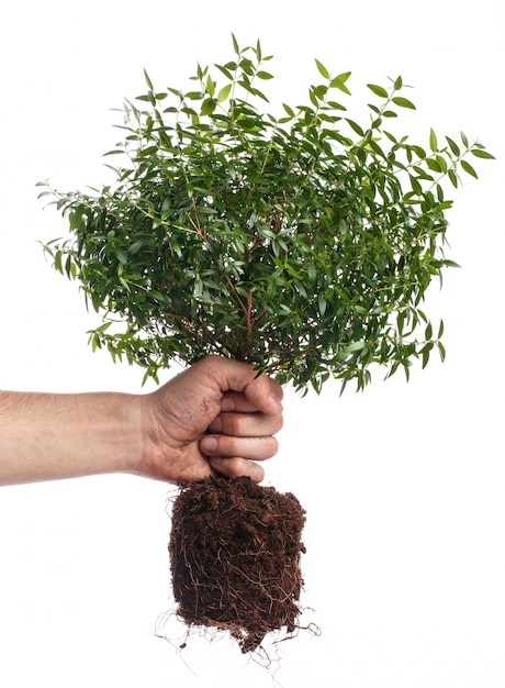 Foto mani maschili e piccolo albero verde