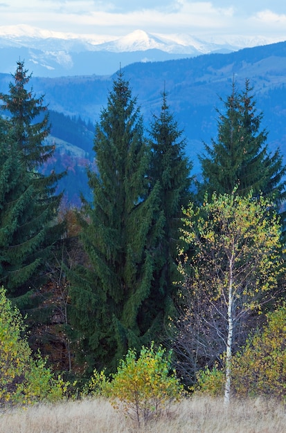 Foto mattina autunno colorato foresta e neve sulla cima della montagna dietro.