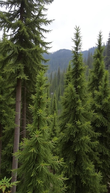 Foto una montagna con una foresta e una montagna sullo sfondo